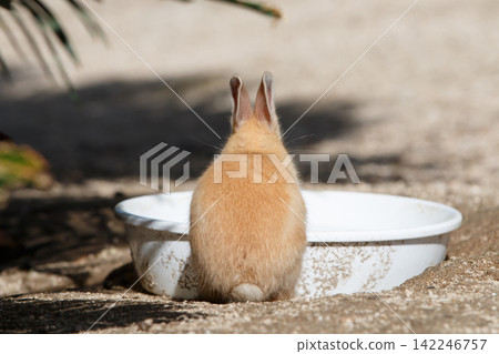 Rabbit of Okunojima Rabbit of Okunojima 142246757