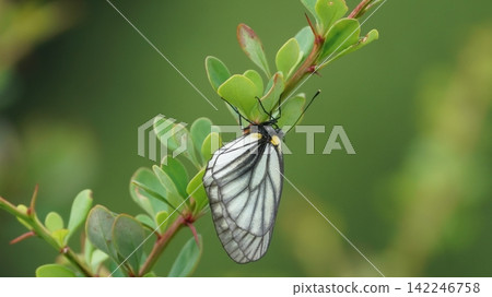 A mountain white butterfly resting on a barberry leaf. A mountain white butterfly resting on a barberry leaf. 142246758