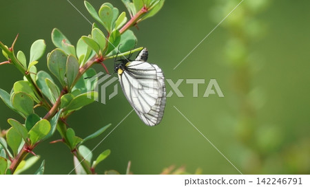 一隻雌性日本粉蝶(Pieris japonica)正在小蘗葉上產卵。 一隻雌性日本粉蝶(Pieris japonica)正在小蘗葉上產卵。 142246791