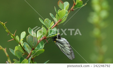 一隻雌性日本粉蝶（Pieris japonica）正在小蘗葉上產卵。 142246792