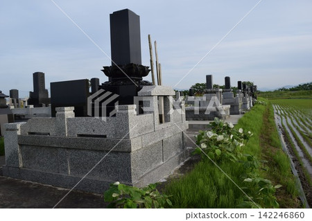 Mass grave in a rice field Mass grave in a rice field 142246860