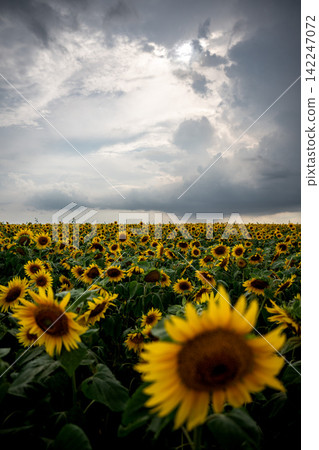 Memanbetsu Airport: Sunflower field under a cloudy sky Memanbetsu Airport: Sunflower field under a cloudy sky 142247072