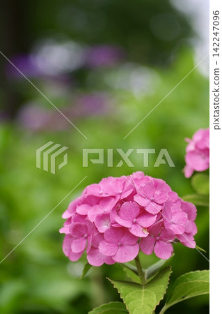 鮮豔的粉紅色繡球花在美麗的散景背景下盛開。 142247096