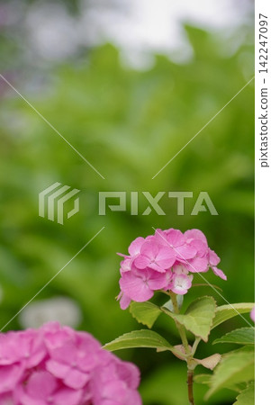 Vibrant pink hydrangeas blooming against a beautiful bokeh background. 142247097