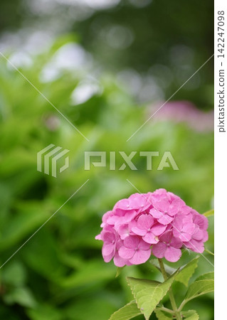鮮豔的粉紅色繡球花在美麗的散景背景下盛開。 142247098