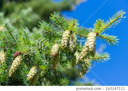 Needle of the coniferous tree. Pine pollen. Needle of Christmas tree nature. Christmas tree branch and cone. Xmas spruce. Green fir pine twig. Pine cone on branch with needle. Pine tree branch Needle of the coniferous tree. Pine pollen. Needle of Christmas tree nature. Christmas tree branch and cone. Xmas spruce. Green fir pine twig. Pine cone on branch with needle. Pine tree branch 142247111