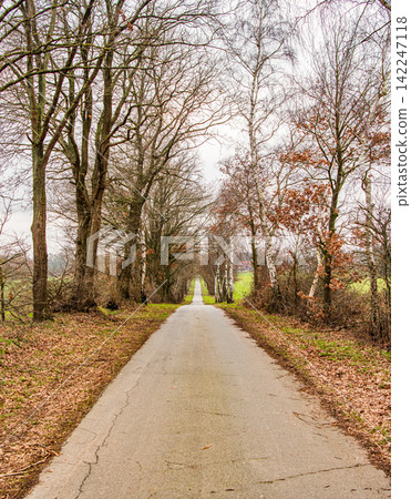 Rural way to village in autumn countryside. Road in countryside. Country road with autumn trees. Country road to village. Straight country way and autumn nature. Rural road through alley in fall Rural way to village in autumn countryside. Road in countryside. Country road with autumn trees. Country road to village. Straight country way and autumn nature. Rural road through alley in fall 142247118