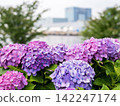 [Water Plaza Park] Hydrangea Road in full bloom 142247174