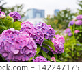 [Water Plaza Park] Hydrangea Road in full bloom 142247175