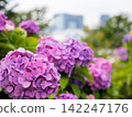 [Water Plaza Park] Hydrangea Road in full bloom 142247176