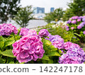 [Water Plaza Park] Hydrangea Road in full bloom 142247178
