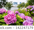[Water Plaza Park] Hydrangea Road in full bloom 142247179