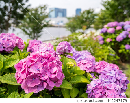 [Water Plaza Park] Hydrangea Road in full bloom 142247179
