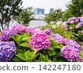 [Water Plaza Park] Hydrangea Road in full bloom 142247180