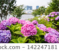 [Water Plaza Park] Hydrangea Road in full bloom 142247181