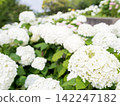 [Water Plaza Park] Hydrangea Road in full bloom 142247182