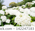 [Water Plaza Park] Hydrangea Road in full bloom 142247183