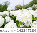 [Water Plaza Park] Hydrangea Road in full bloom 142247184