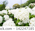 [Water Plaza Park] Hydrangea Road in full bloom 142247185