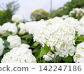 [Water Plaza Park] Hydrangea Road in full bloom 142247186