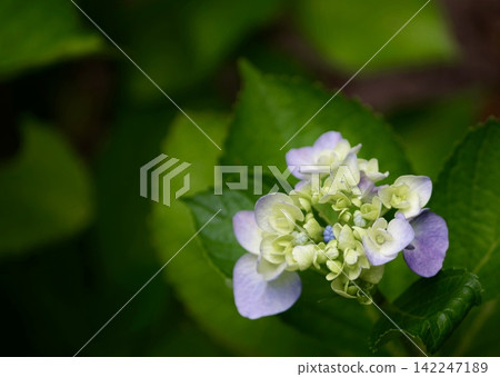 Pale purple and light green hydrangeas have begun to bloom, surrounded by dark green leaves. Pale purple and light green hydrangeas have begun to bloom, surrounded by dark green leaves. 142247189