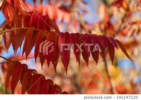 Nature in fall season. Fall season weather. Red autumn leaf natural background. Autumn nature. Red tree leaves. Seasonal autumnal tree. September color. Autumn red leaves. Leaves red color Nature in fall season. Fall season weather. Red autumn leaf natural background. Autumn nature. Red tree leaves. Seasonal autumnal tree. September color. Autumn red leaves. Leaves red color 142247220
