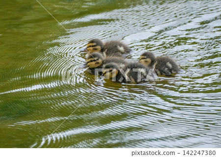 Mallard ducklings swimming together on the surface of the pond. Nature and wild animals. 142247380