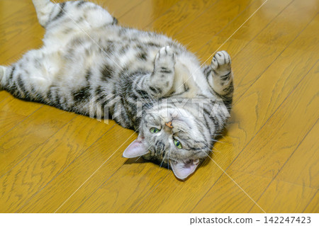A cat rolling around on its back with its belly exposed, looking up with pleading eyes. A cat rolling around on its back with its belly exposed, looking up with pleading eyes. 142247423