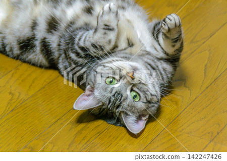 A cat rolling around on its back with its belly exposed, looking up with pleading eyes. A cat rolling around on its back with its belly exposed, looking up with pleading eyes. 142247426