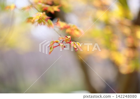 可愛的日本楓花苞 可愛的日本楓花苞 142248080