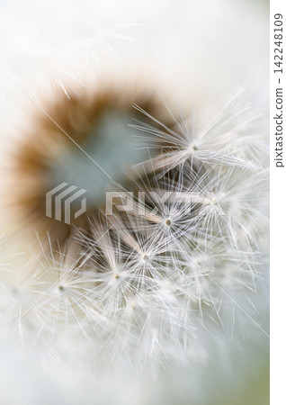 Dandelion fluff - a spring scene Dandelion fluff - a spring scene 142248109