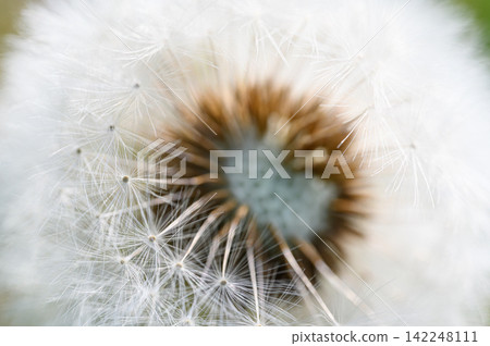 Dandelion fluff - a spring scene Dandelion fluff - a spring scene 142248111