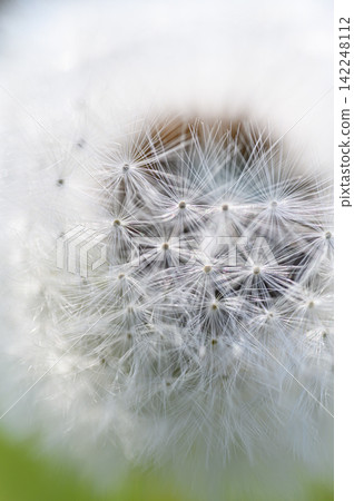 Dandelion fluff - a spring scene Dandelion fluff - a spring scene 142248112