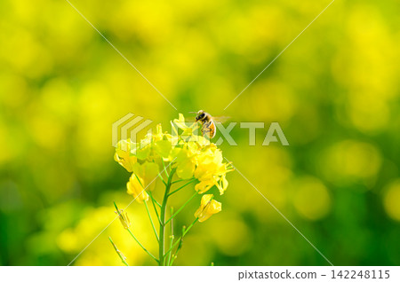 蜜蜂在花叢中採集花蜜-春日景象 蜜蜂在花叢中採集花蜜-春日景象 142248115