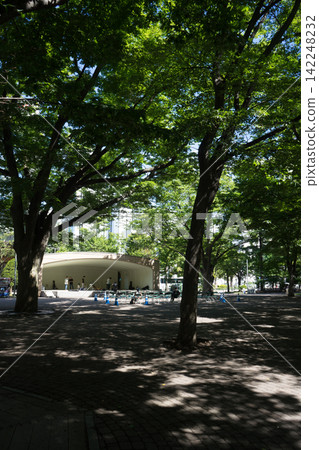 A summer park with sunlight filtering through the trees A summer park with sunlight filtering through the trees 142248232