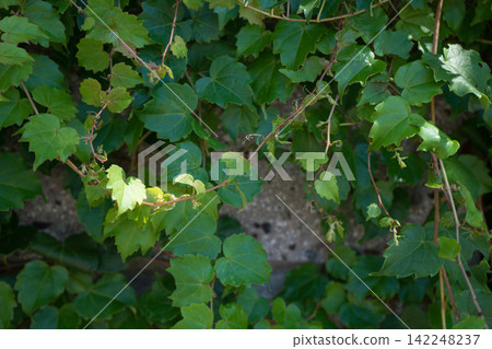 Large and small green leaves Large and small green leaves 142248237