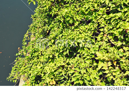 A climbing plant growing and spreading along the riverbank 142248317