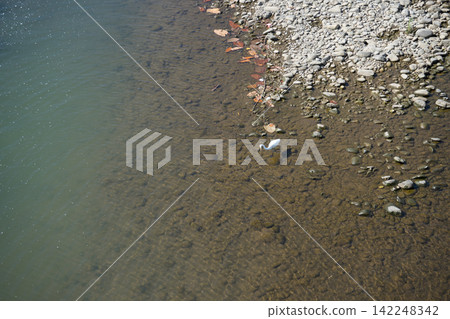 Riverside and White Birds 142248342