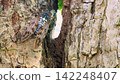 Minmin cicada vs. Abura cicada 142248407