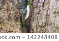Minmin cicada vs. Abura cicada 142248408