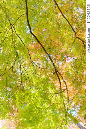 Autumn foliage in Izu, near Amagi. 142248506