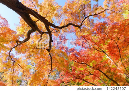 Autumn foliage in Izu, near Amagi. Autumn foliage in Izu, near Amagi. 142248507