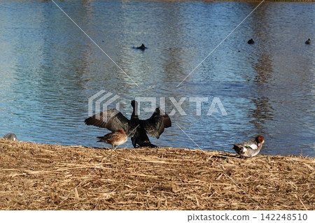 A cormorant spreads its wings and basks in the sun. A cormorant spreads its wings and basks in the sun. 142248510