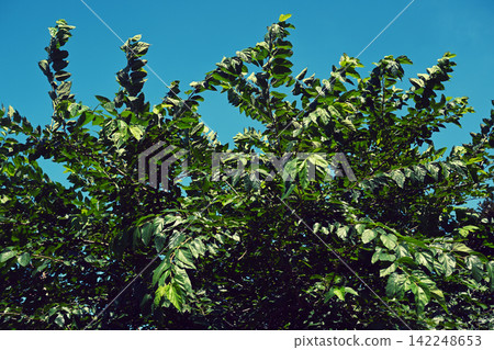 The trees in the park and the blue sky The trees in the park and the blue sky 142248653