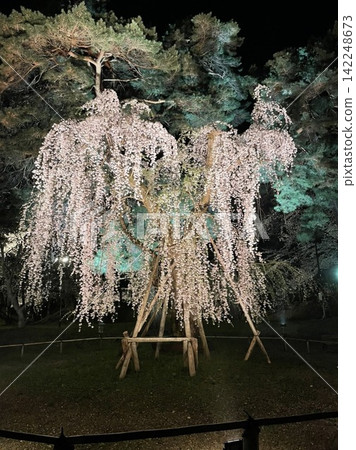 垂枝櫻花在晚上 垂枝櫻花在晚上 142248673