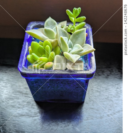 Mini succulents in a cobalt blue glass pot Mini succulents in a cobalt blue glass pot 142248676