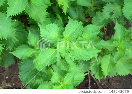 Perilla leaves (shiso leaves) Perilla leaves (shiso leaves) 142248679