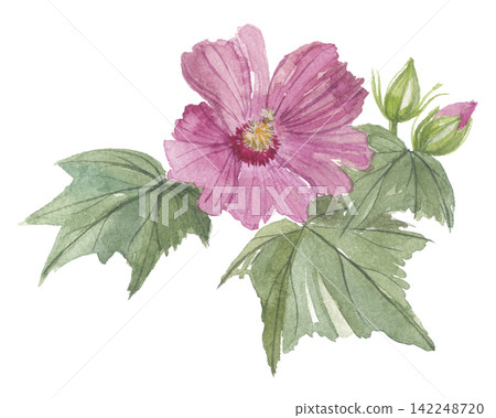 Hibiscus painted in watercolor Hibiscus painted in watercolor 142248720