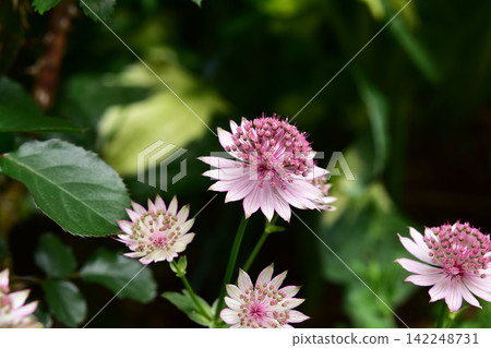 花園裡的大星芹正在盛開 花園裡的大星芹正在盛開 142248731
