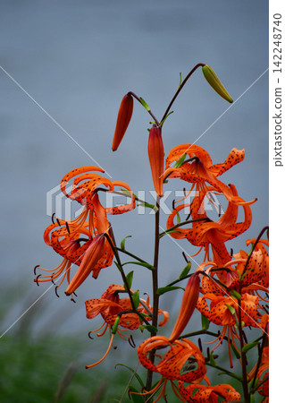 河岸邊的虎百合 河岸邊的虎百合 142248740